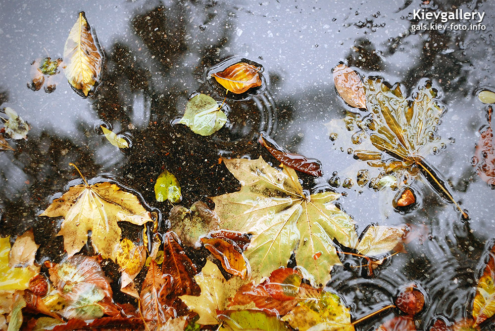 Осенние листья в луже - Autumn leaves in a puddle