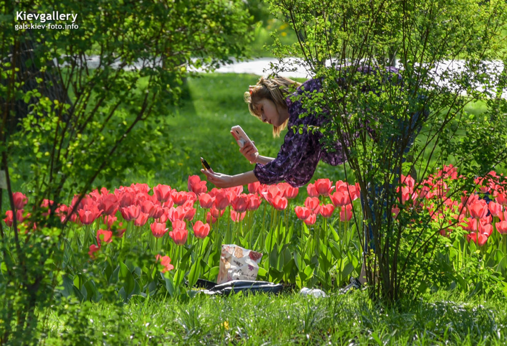 Тюльпаны в парке Шевченко