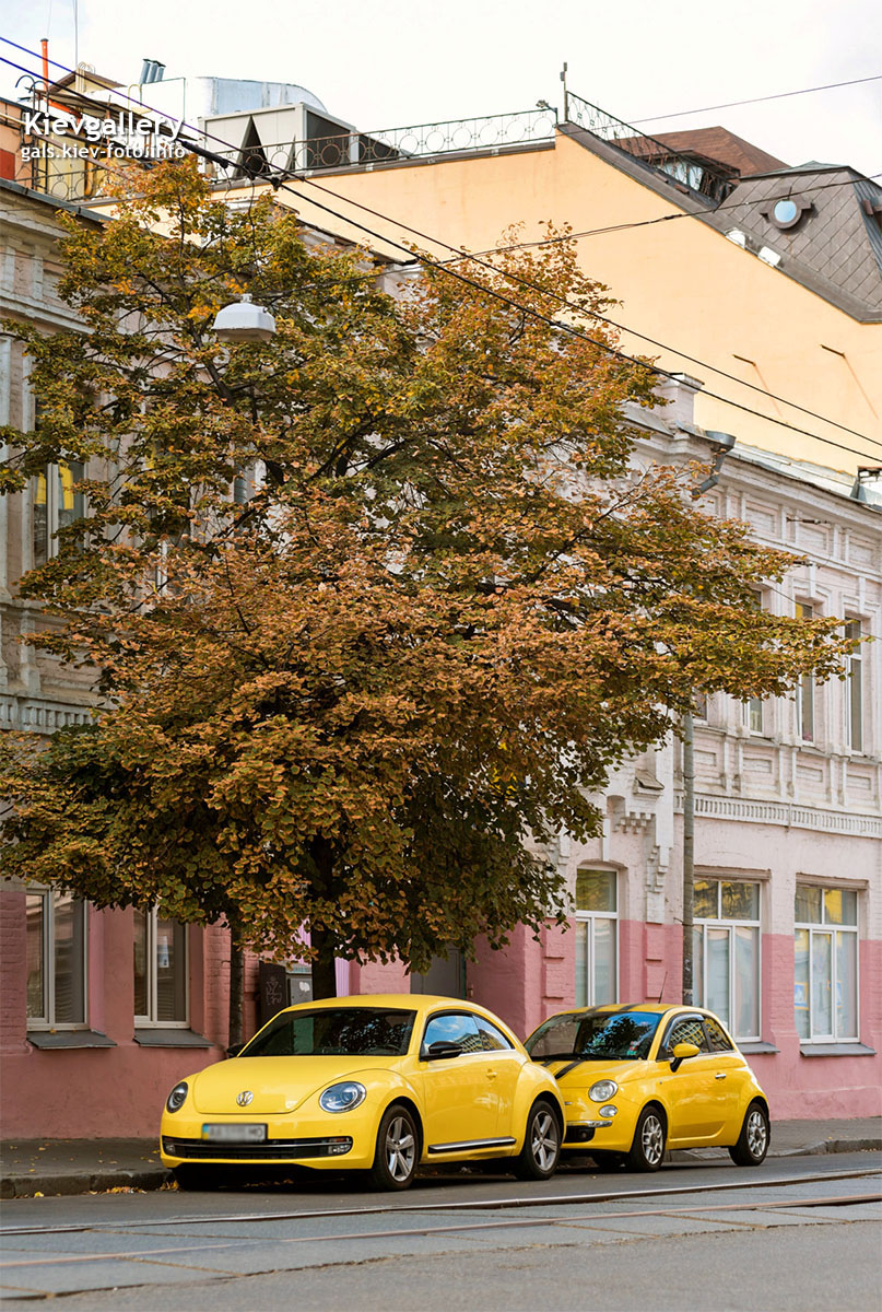 Солнечные цветы улицы Константиновской