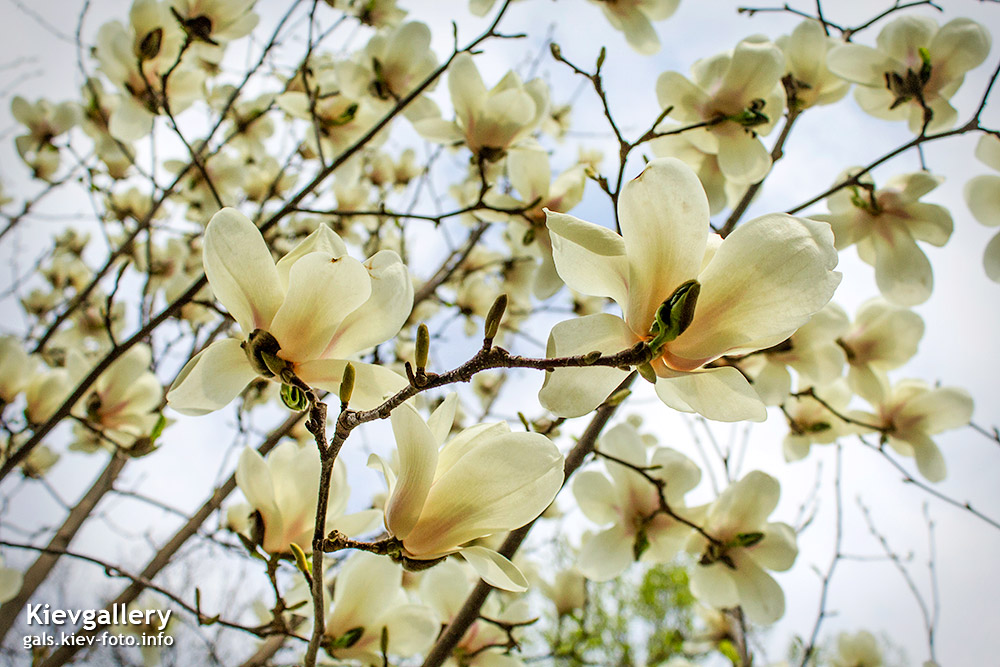 Белые магнолии в старом ботсаду - White magnolias in the old Botanical Garden