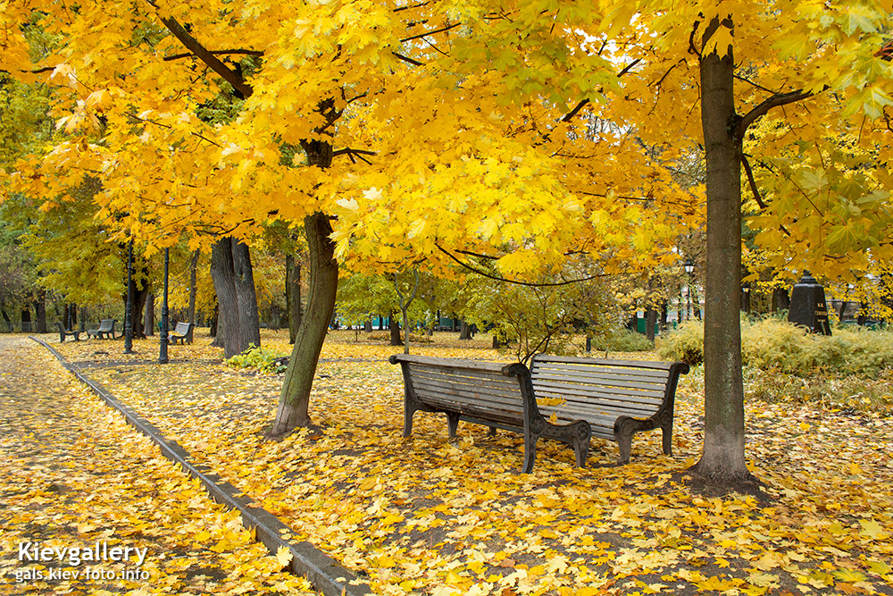 Желтые деревья в городском саду - Yellow trees in the city park